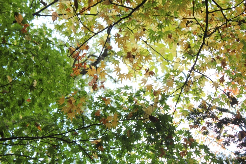 단풍,초록,노랑,나뭇잎,단풍잎,나무,숲,하늘,배경,가을,식물,자연,plants,nature