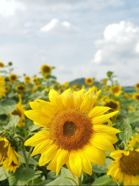 해바라기,축제,꽃밭,힐링,꽃