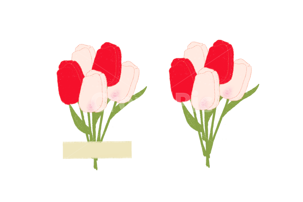 튤립,꽃,blossom,flower,plant,식물,누끼,removebackground
