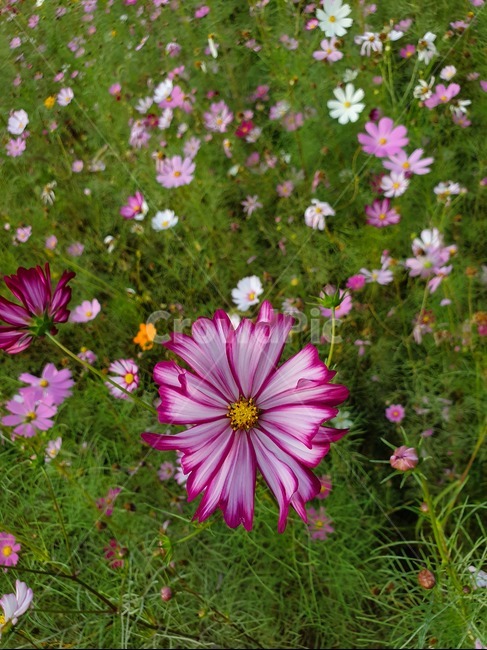 plant,식물,flower,꽃,blossom,꽃잎,코스모스,가을