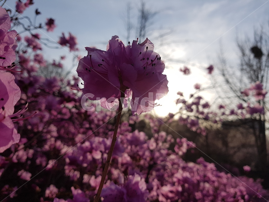 자연,봄,진달래,꽃,배경,핑크,하늘,봄,계절,spring,season,식물,자연,plants,nature,꽃,flower,plant,blossom,geranium,제라늄