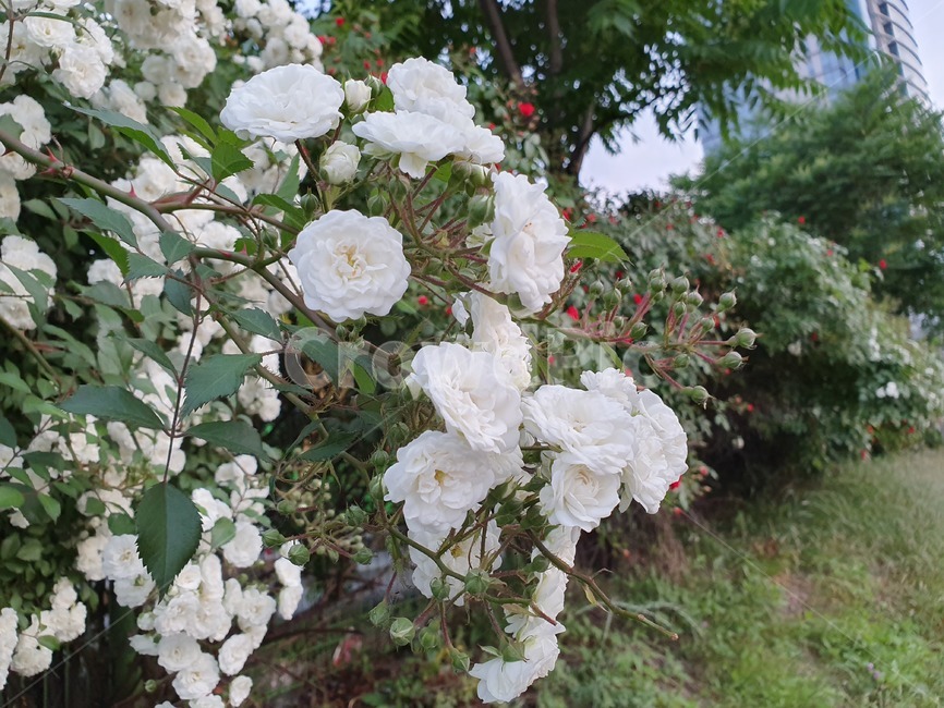 장미,하얀장미,만개한꽃,장미꽃,꽃벽