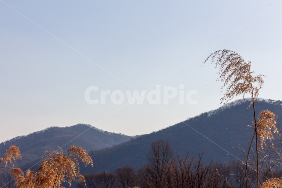 갈대,호수,강변,겨울,가을,갈대밭,뚝방길,산,가을,계절,fall,autumn,season,자연,풍경,nature,landscape,outdoors,옥외,tree,나무,plant,식물