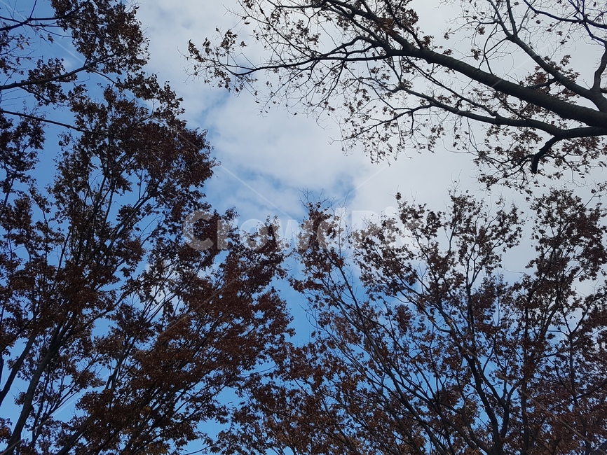 나무,하늘,가을,단풍나무,단풍,자연,풍경,nature,landscape,tree,plant,식물