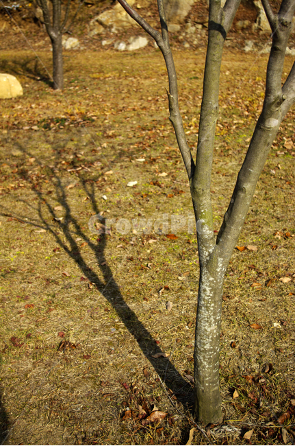 겨울,나무,식물,plant,낙엽,식물,자연,plants,nature,나무,trees,wood