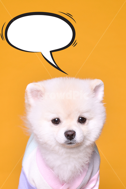 강아지,귀여운,애견,반려견,포메,아기강아지,귀여운강아지,dog,재밌는,독특한,곰돌이,하얀강아지,동물,animal,포유류,mammal,개,강아지,dog,doggy