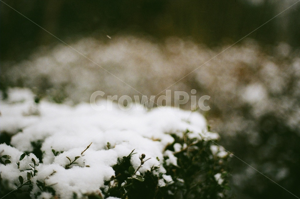 눈,겨울풍경,겨울사진,눈사진,필름사진,필름카메라,snow,winter,눈꽃,filmcamera,filmphotography