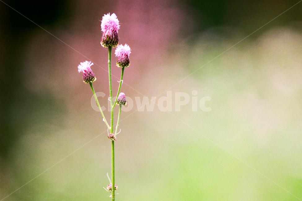 필름,필름사진,필름느낌,필름감성,꽃,들꽃,풀,야생화,꽃봉오리,식물,plant,blossom,flower