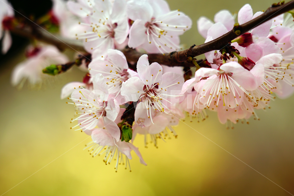 살구나무꽃,봄꽃,한국자연,꽃,꽃사진,플라워,flower,봄,spring,식물,plants,자연,nature,풍경,landscape,계절,season,snap,스냅,접사,macro,closeup,클로즈업,감성사진,감성,힐링,healing,느낌,feel,feeling,꽃밭,화단,나무,나뭇가지,tree,꽃봉오리,4월,April,살구나무,봄,계절,spring,season,식물,자연,plants,nature,꽃,flower,plant