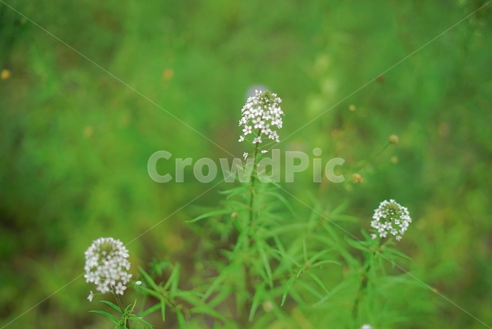 풀꽃,비오는날,풀,잡초,꽃,식물,식물,자연,plants,nature,꽃,flower