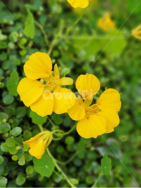 봄,꽃,노란꽃,야생화,spring,flower,yellow,식물,자연,plants,nature,꽃,flower