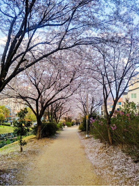 가로수길,꽃,배경,나무,꽃나무,풍경,자연