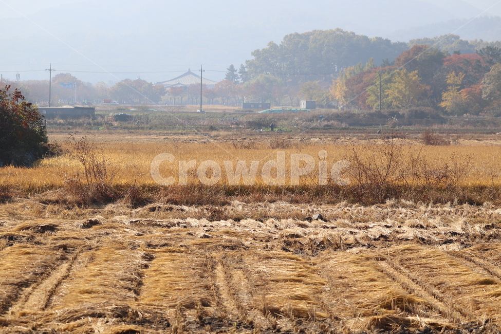 농촌,논,가을,농사,경주,가을,계절,fall,autumn,season,시골,마을,풍경,landscape,country,rural,town,nature,자연,outdoors,옥외