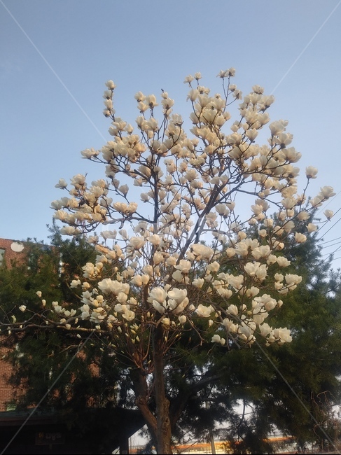 목련,흰꽃,봄,봄꽃,가지,나무,시즌,플라워,배경,풍경,야외,생화,식물,계절,spring,season,자연,plants,nature,flower,plant