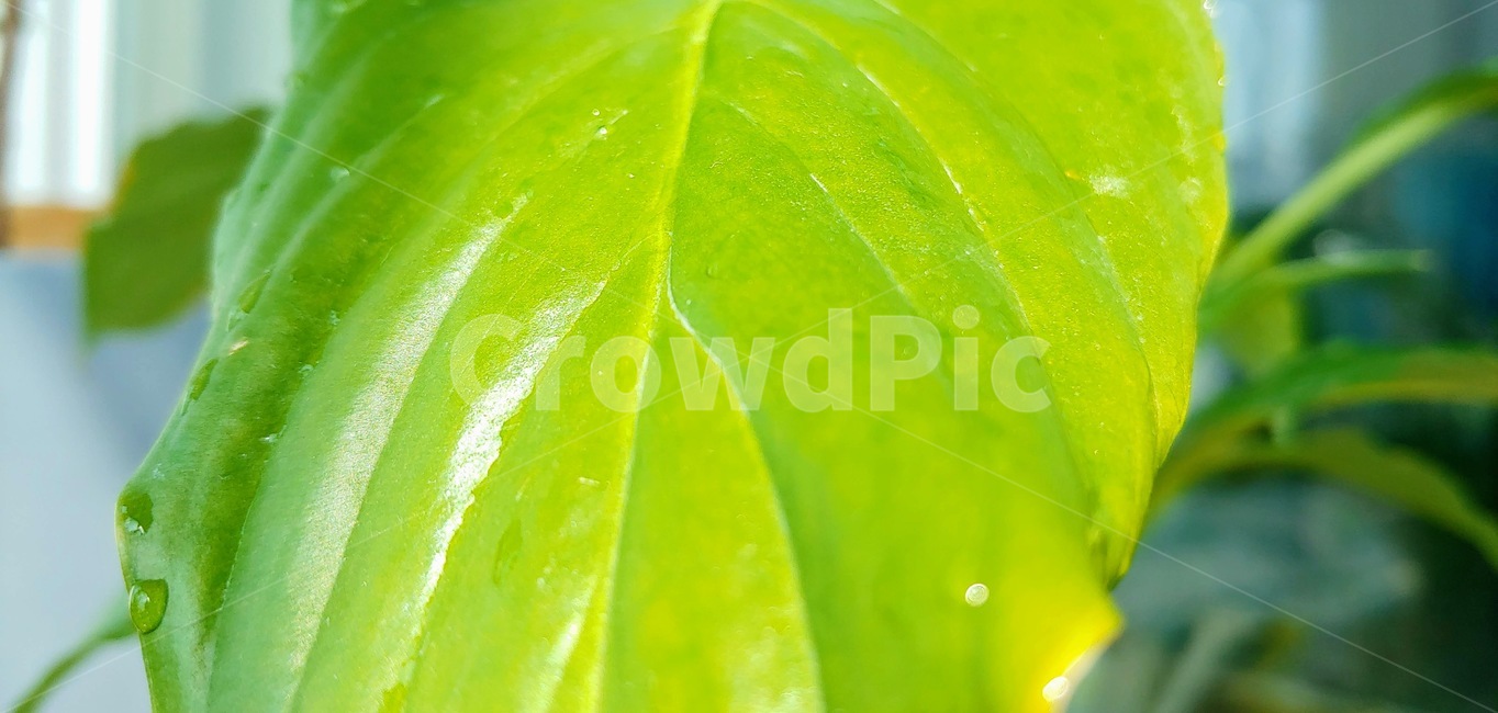 plant,식물,leaf,잎,녹색잎