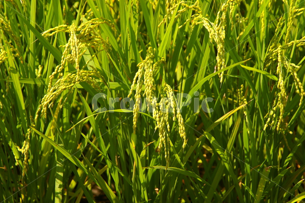 벼,논,벼농사,농사,들판,가을,추수,쌀,곡류,곡식,cereals