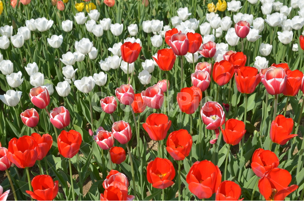 꽃,봄,튤립,빨강,화이트,봄,계절,spring,season,식물,자연,plants,nature,꽃,flower,plant,blossom