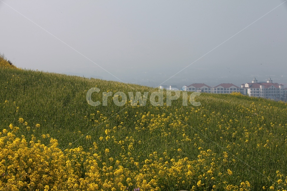제주도,유채꽃,봄꽃,노랑꽃,서우봉,봄,계절,spring,season,자연,풍경,nature,landscape,한국자연풍경,한국자연경관,korea nature landscape,제주도,jeju,jeju island,식물,plants,꽃,flower,grassland,목초지,outdoors,옥외,field,들,rural,농촌,meadow,farm,농장