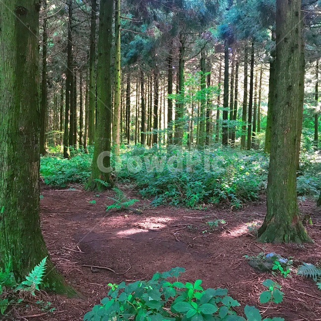 힐링,감성사진,나무,초록,숲