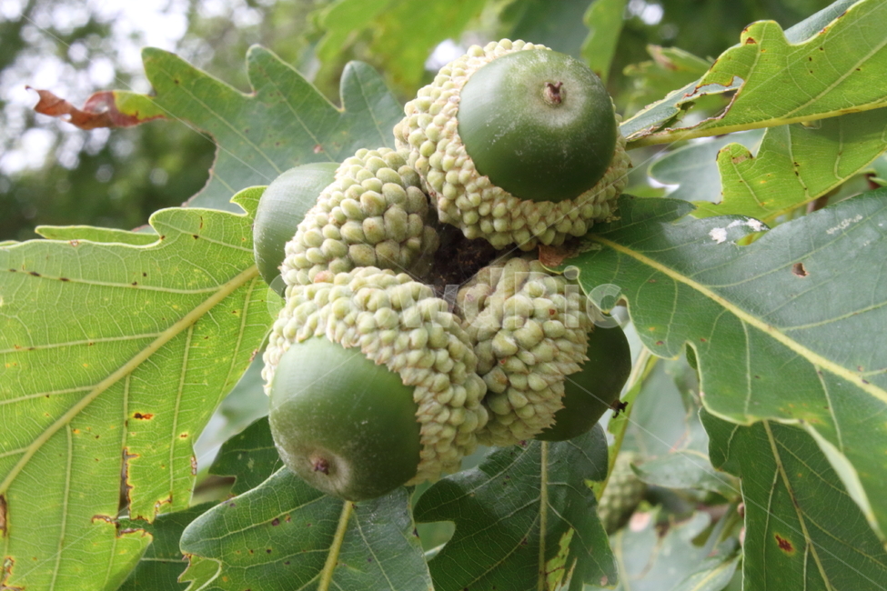 열매,도토리,참나무,acorn,식물,식물,자연,plants,nature