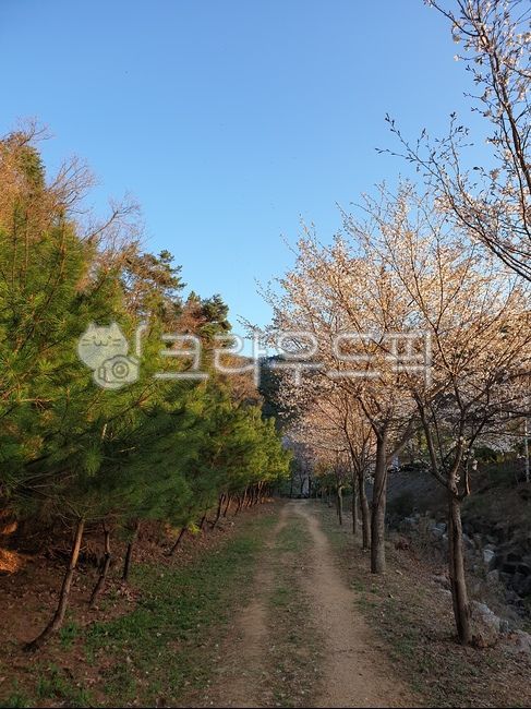 남산입구,홍천벚꽃,벚꽃핀오솔길,홍천산책로,벚꽃산책