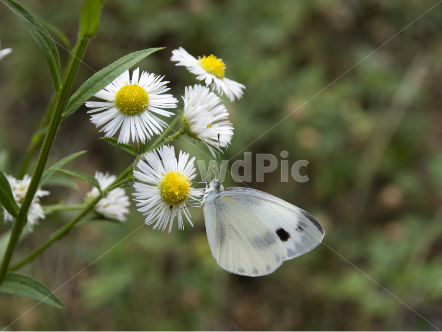 들꽃,나비,흰나비,flower,butterfly,식물,자연,plants,nature,꽃,flower,동물,animal,곤충,벌레,insect,bug