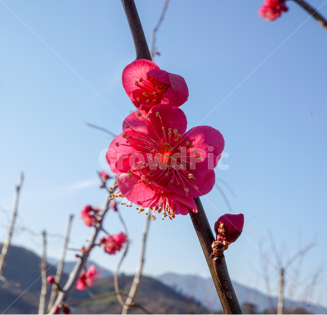 홍매화,섬진강매화,redmash,봄꽃,springflowers
