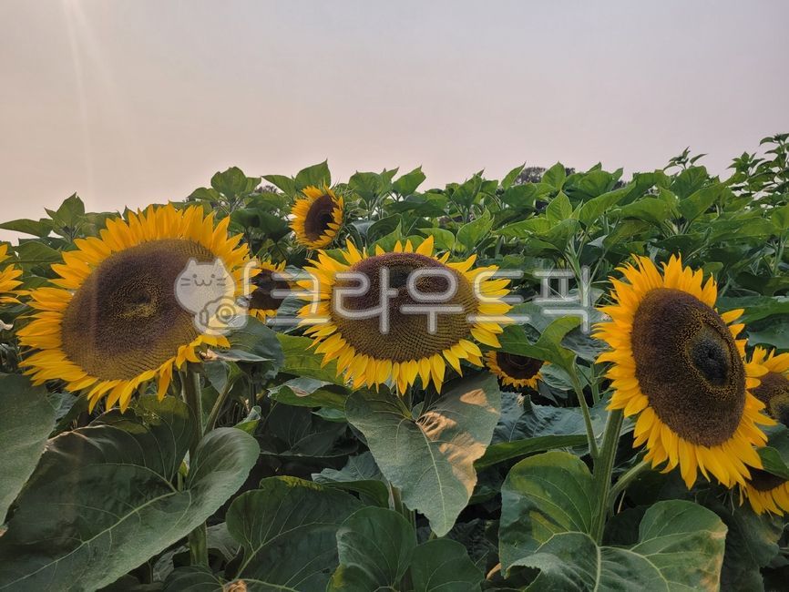 해바라기,sunflowers,꽃,해바라기밭,노란색,노란꽃,sun,sunflower,flower,flowers,여름,여름꽃,삼총사