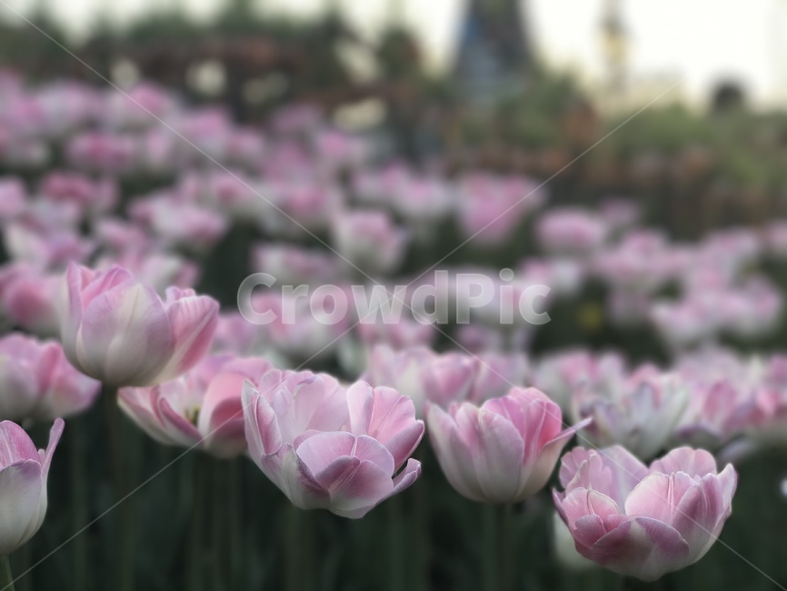 꽃,봄날,봄,튤립,꽃구경,봄꽃,풍경,평온,식물,자연,plants,nature,꽃,flower
