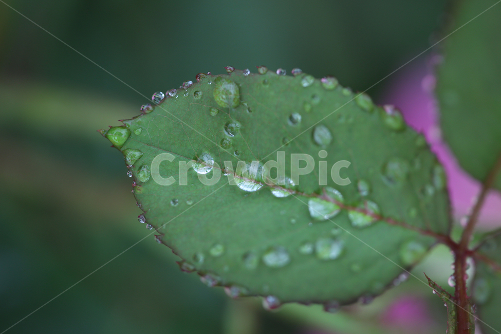 나뭇잎,빗방울,물방울,leaf,raindrop,waterdrop,식물,자연,plants,nature