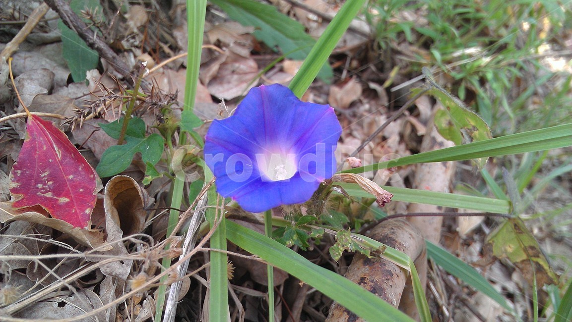 식물,plant,blossom,꽃,violet,식물,자연,plants,nature,꽃,flower