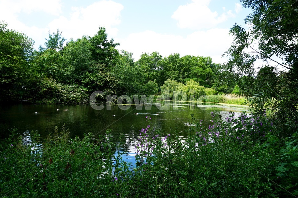 water,물,nature,자연,outdoors,옥외,pond,못,호수,나무