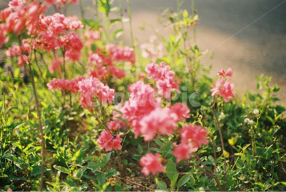 꽃,flower,자연,nature,풀,식물,자연,plants,nature,꽃,flower