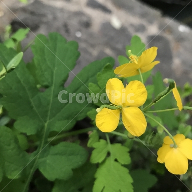 애기똥풀,까치다리,백굴채,산황연,씨아똥,젖풀,Chelidoniummajus,양귀비과,두해살이풀,야생화,Chelidoniummajusvarasiaticum,황색꽃,노란꽃,독성,매염재,약용,약재,해독,식물,꽃,Flower,식물,자연,plants,nature,꽃,flower