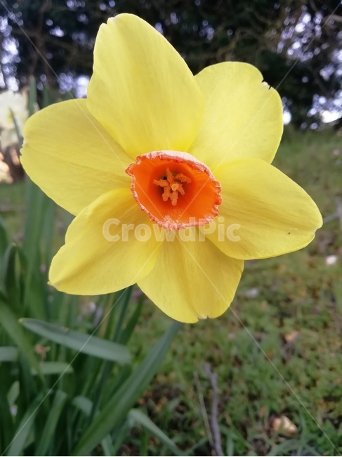 plant,식물,blossom,꽃,수선화,daffodil,narcissus