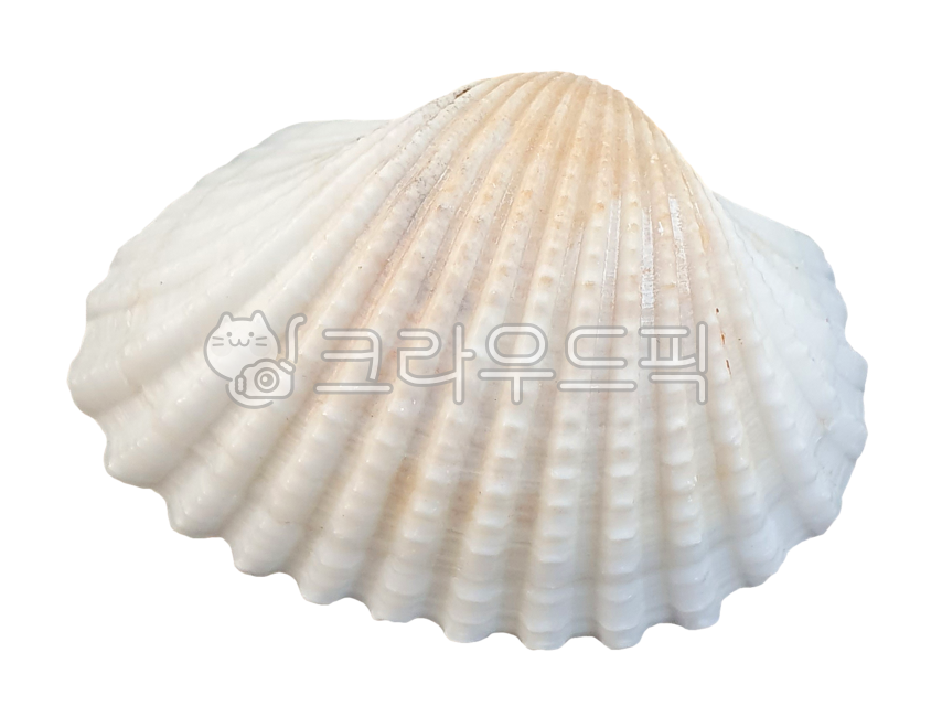 조개, clam, shell, seashell, 조개껍질, 사진,이미지,일러스트,캘리그라피 - machaboo작가