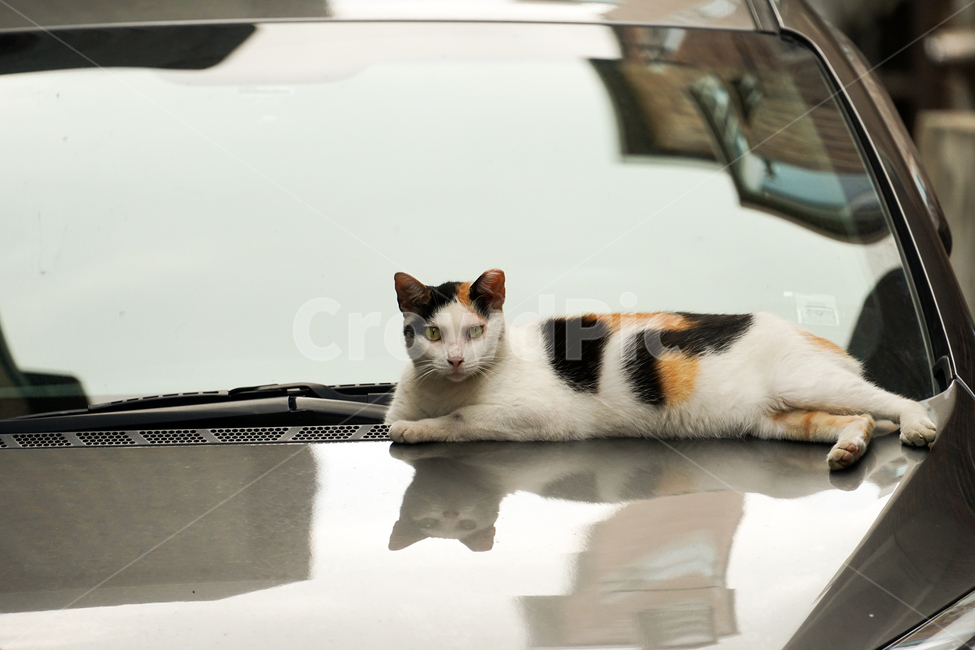 고양이,동물,포유류,길냥이,cat,animal,pet,동물,animal,포유류,mammal,고양이,cat,kitten,kitty
