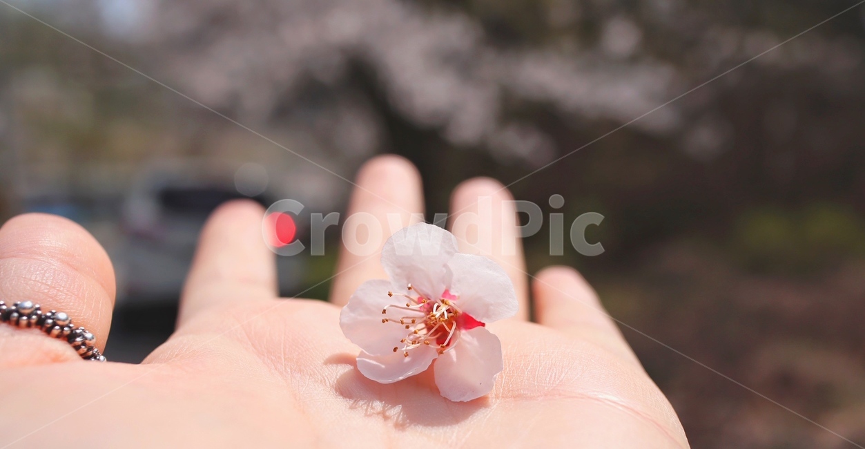 벚꽃,봄,꽃,flower,cherryblossoms,봄,계절,spring,season,꽃,flower,plant,식물
