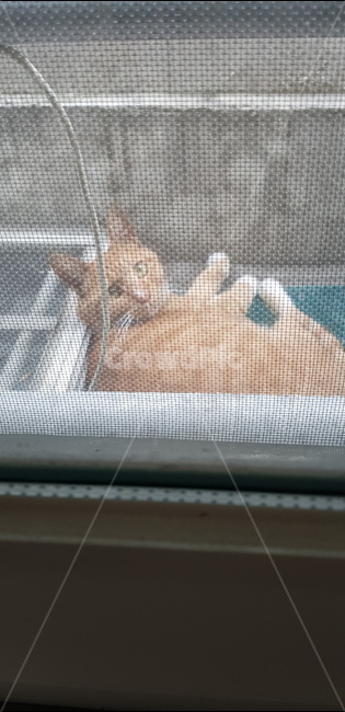고양이,동물,치즈냥이,휴식,길냥이,동물,animal,포유류,mammal,고양이,cat,kitten,kitty