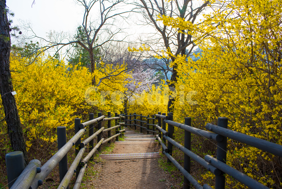 개나리,개나리꽃,산책길,봄산책,봄,yellowflower