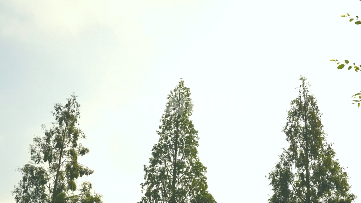 나무,자연,산,하늘,tree,trees,sky,nature,식물,자연,plants,nature,나무,trees,wood