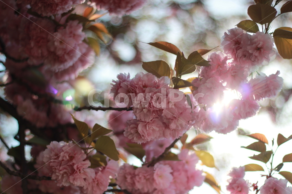 왕벚꽃,벚꽃,봄,햇빛,햇살,봄,계절,spring,season,plant,식물,blossom,꽃,flower,cherry blossom