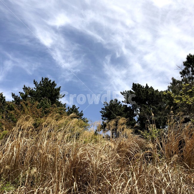 갈대,하늘,휴식,힐링,바람,제주도,오름,둘레길