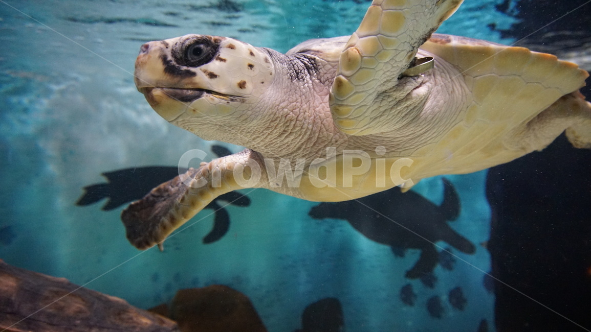 어류,수족관,동물,헤엄,수조,fish,아쿠아리움,거북이,turtle,동물,animal,파충류,양서류,reptile,amphibian