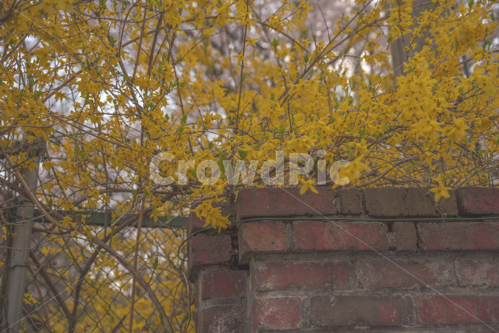 봄,개나리,벽돌,노랑색,노란,봄,계절,spring,season