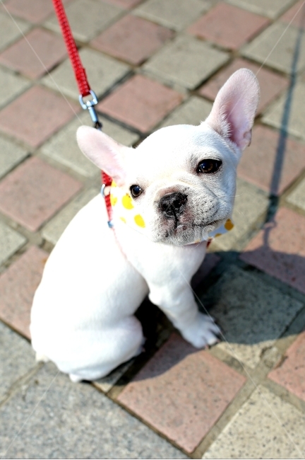 불독,반려견,강아지,동물,애완동물,프렌치불독,개,dog,포유류,animal,가정견,멍멍이,귀여운강아지,kitty,귀여운동물,시크,흰색,동물,animal,포유류,mammal,개,강아지,dog,doggy