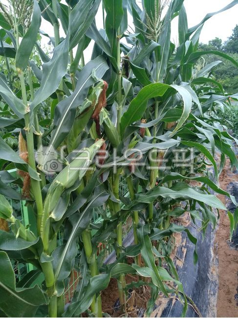 Corn cultivation,corner,grain,crops,corn farming