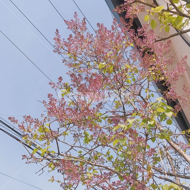 나무,봄,감성사진,tree,spring,emotionalphotography,분홍색꽃