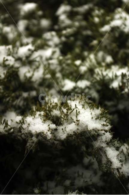 겨울,눈,나뭇가지,나무,식물,겨울,계절,winter,season