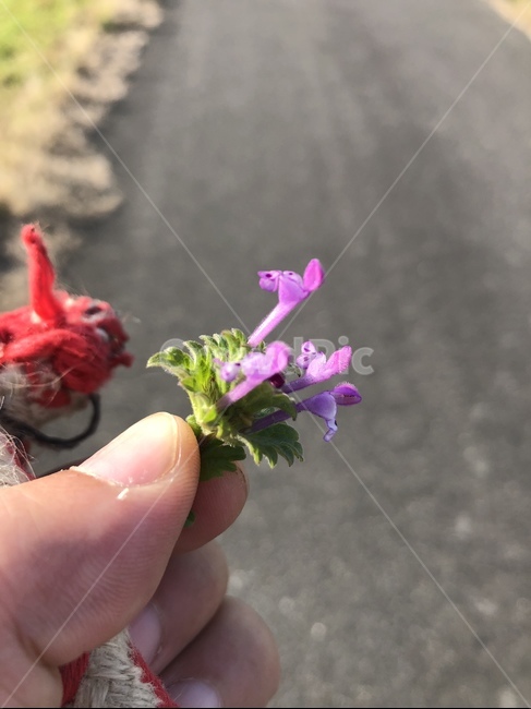 봄,꽃,봄꽃,본홍꽃,빨간꽃